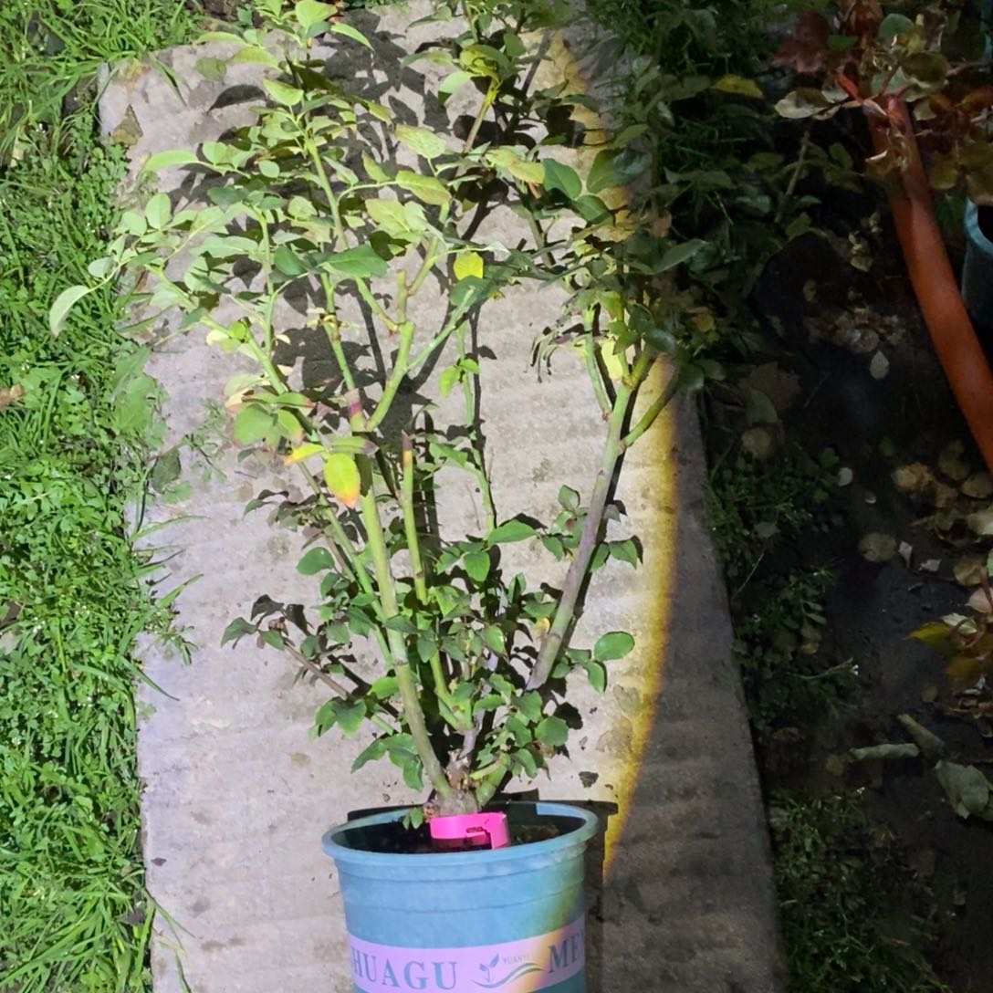 无花朵红豹子土球发货