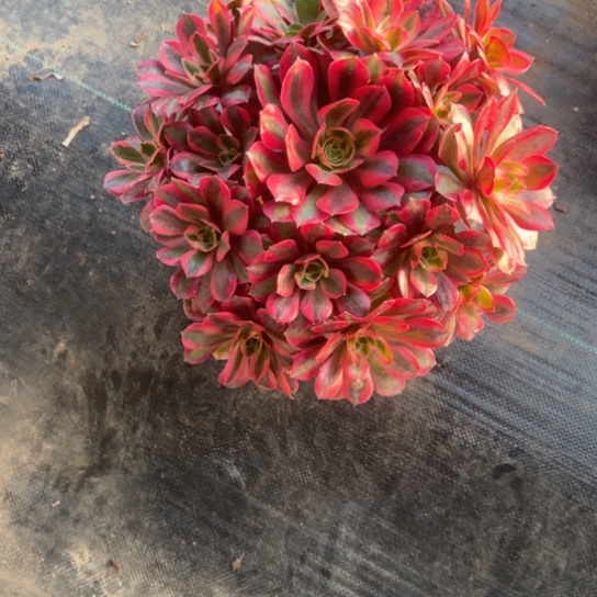 美***放女妖一颗包邮福利10号