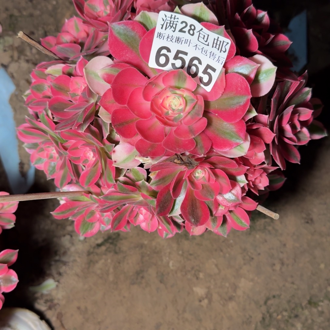 6565女巫多肉植物