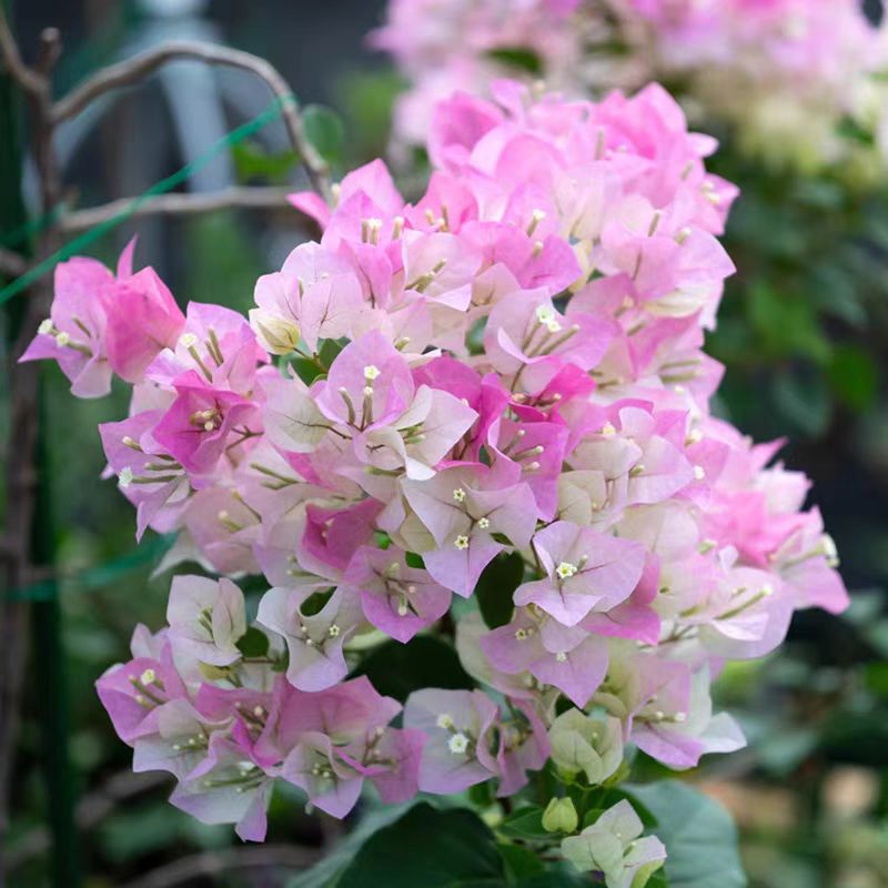 【新疆包邮】绿樱三角梅开花阳台庭院