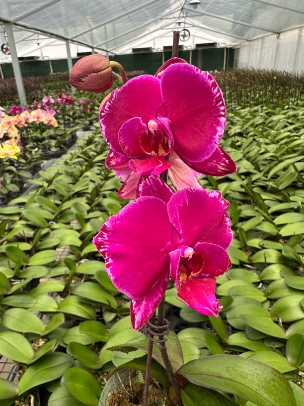 万景花卉蝴蝶兰【双星光芒】3.0寸杯 成熟苗