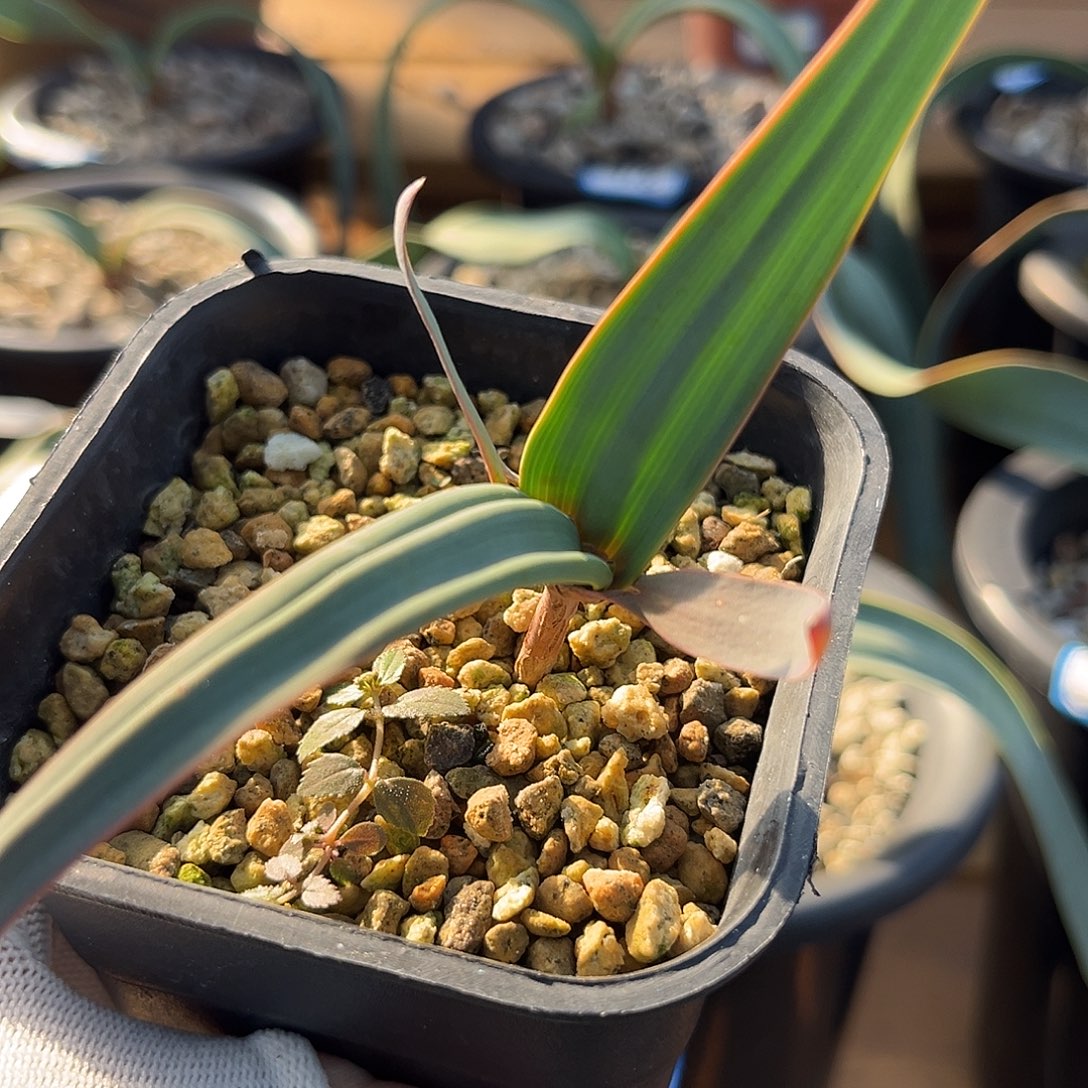 汤圆植物6百岁兰哈