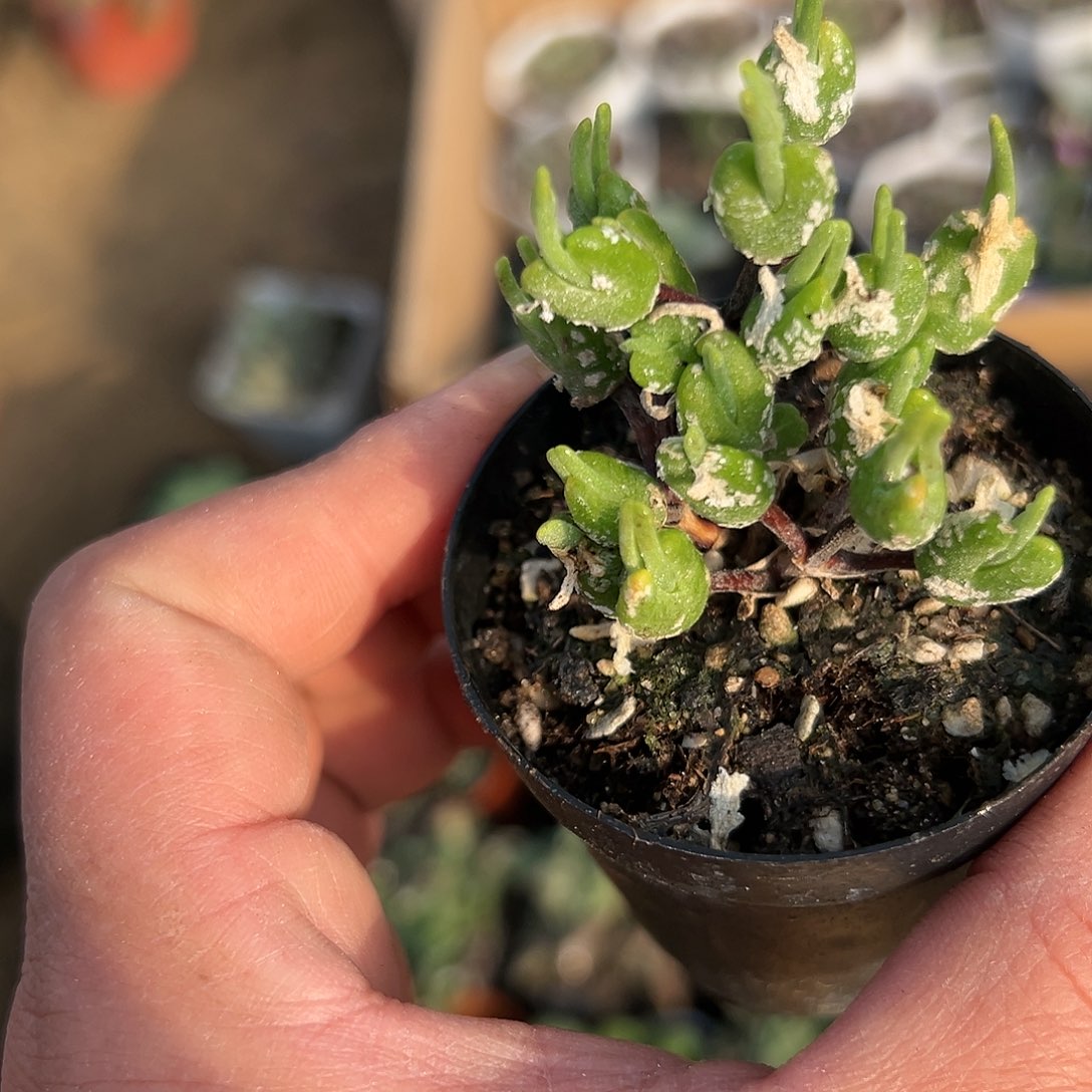 多肉植物多肉植物