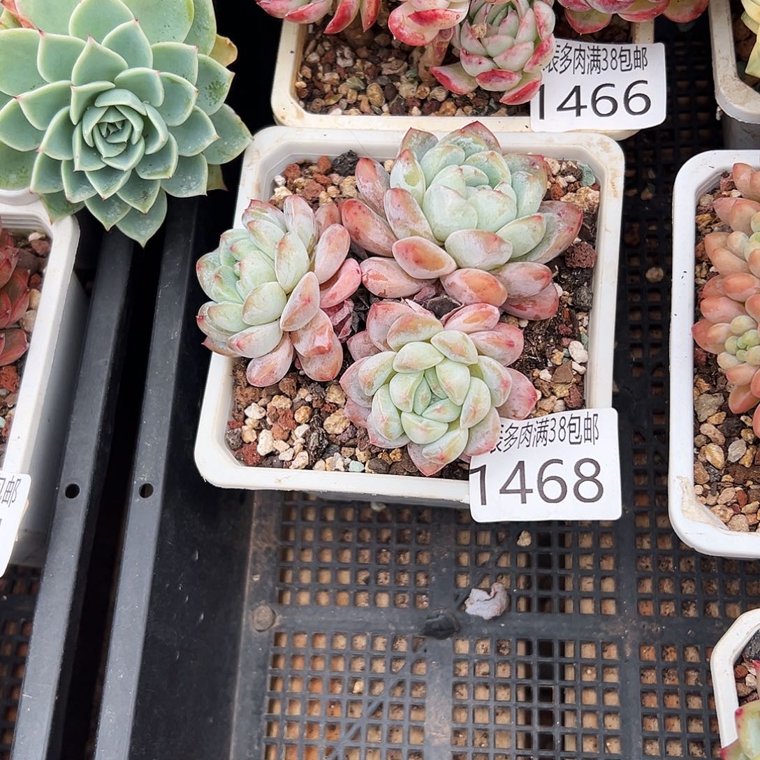 多肉一物一拍植物1468