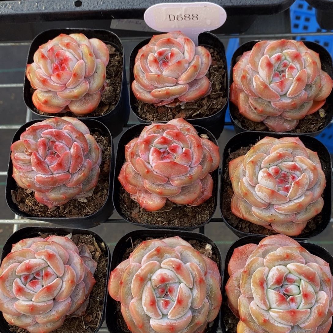 D688-韩版墩墩橙单头带盆土两个