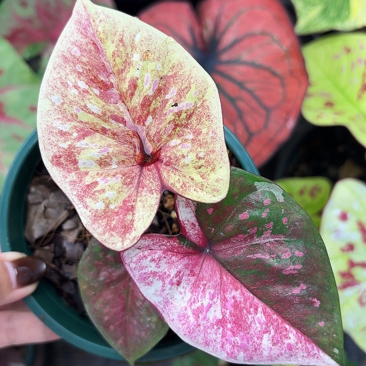 57-1112彩叶芋广东现货