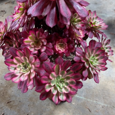 多肉植物月蝉锦。