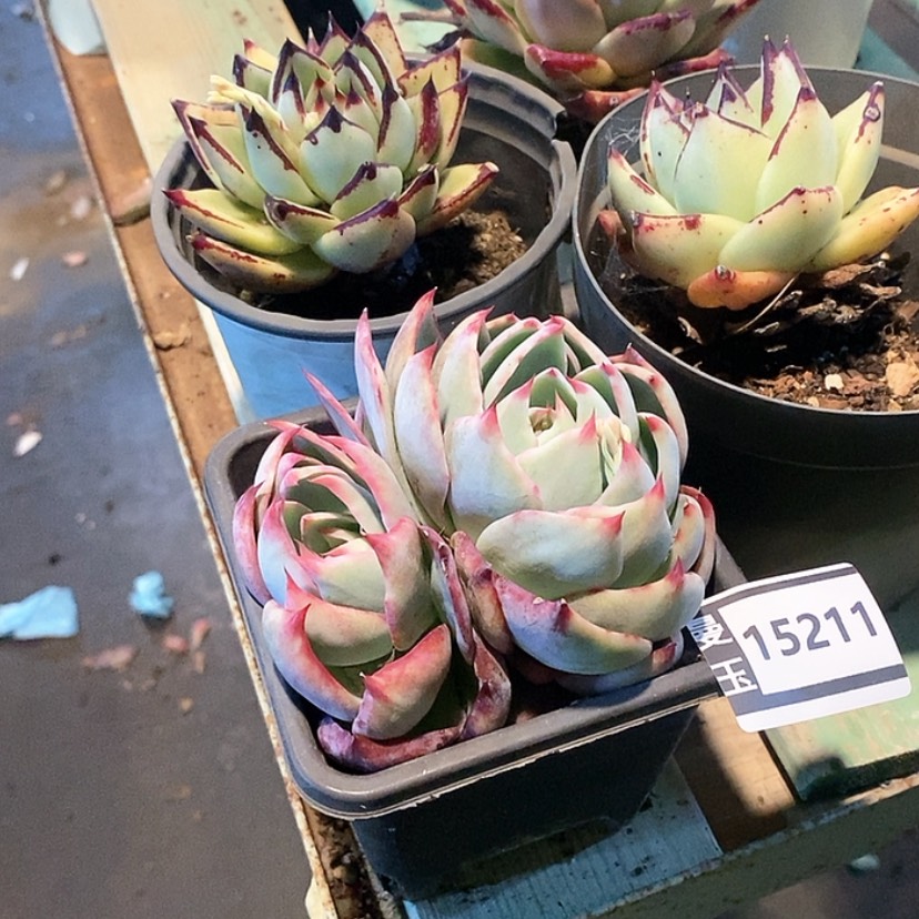 【闪购商品】多肉惊鸿15211