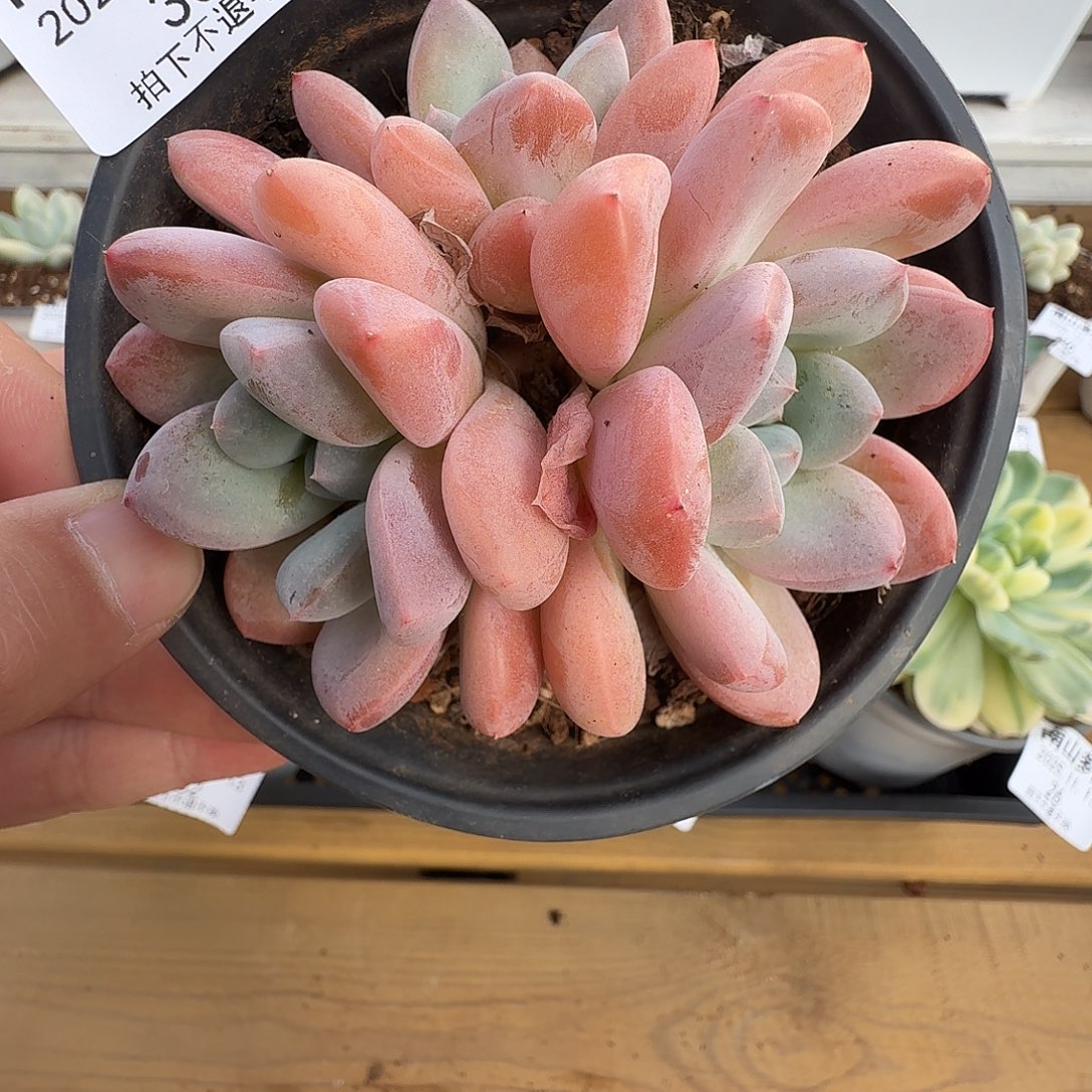 三头香芋111113-33