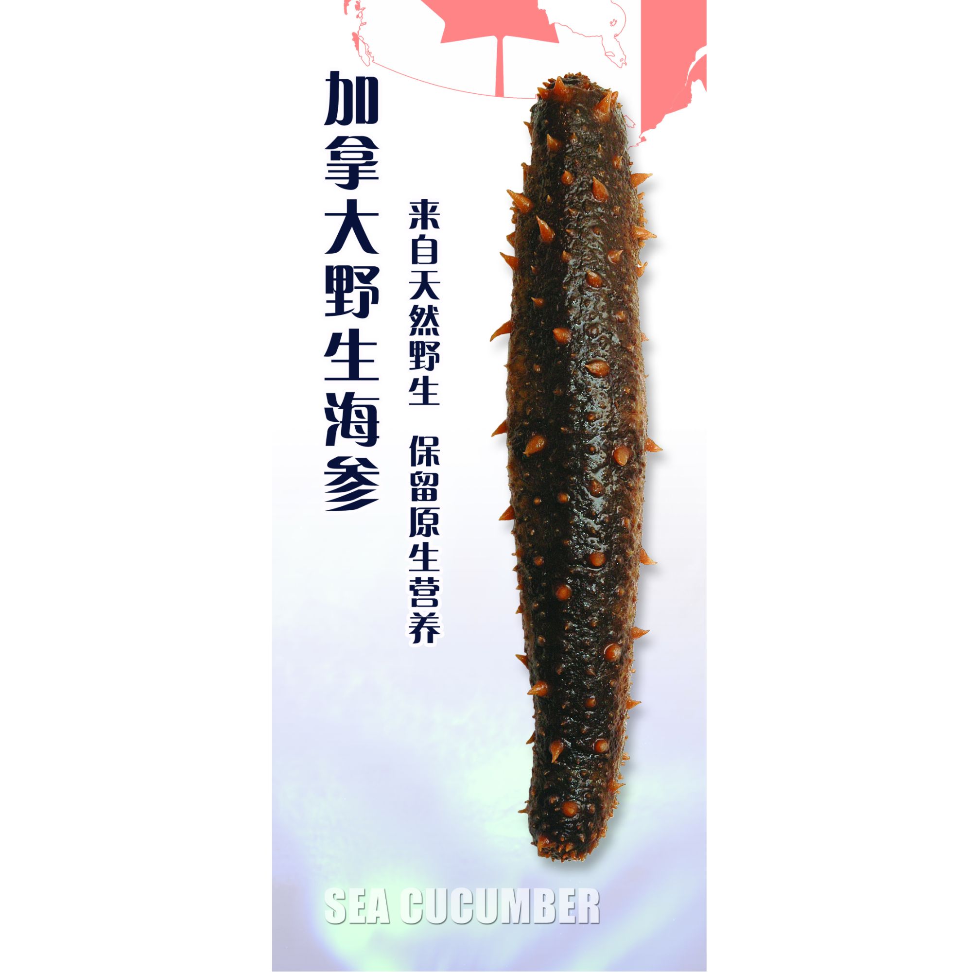 加拿大野生海参  无须泡发 营养价值高 Q弹美味 6根/盒