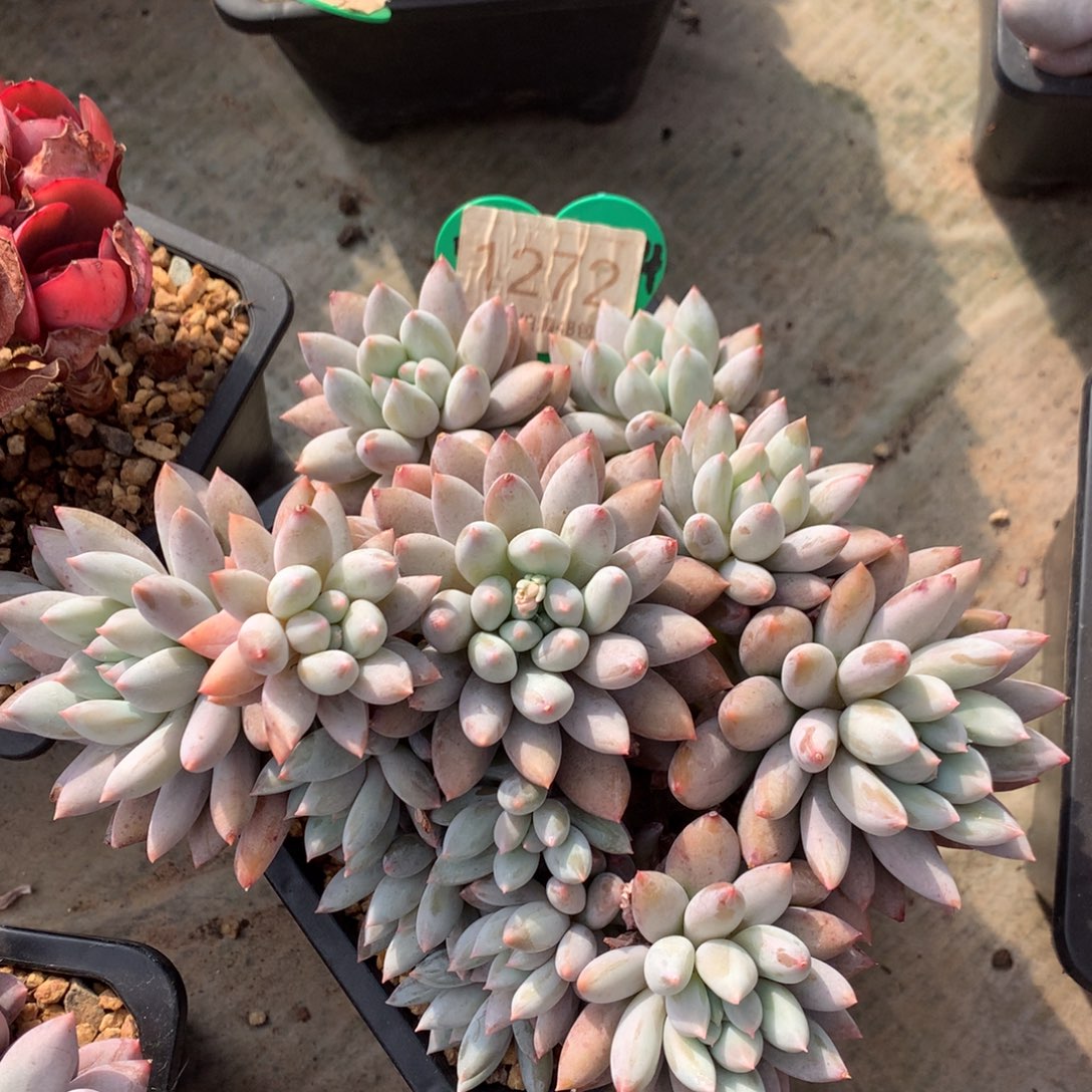 所罗门老桩无砍平头1272