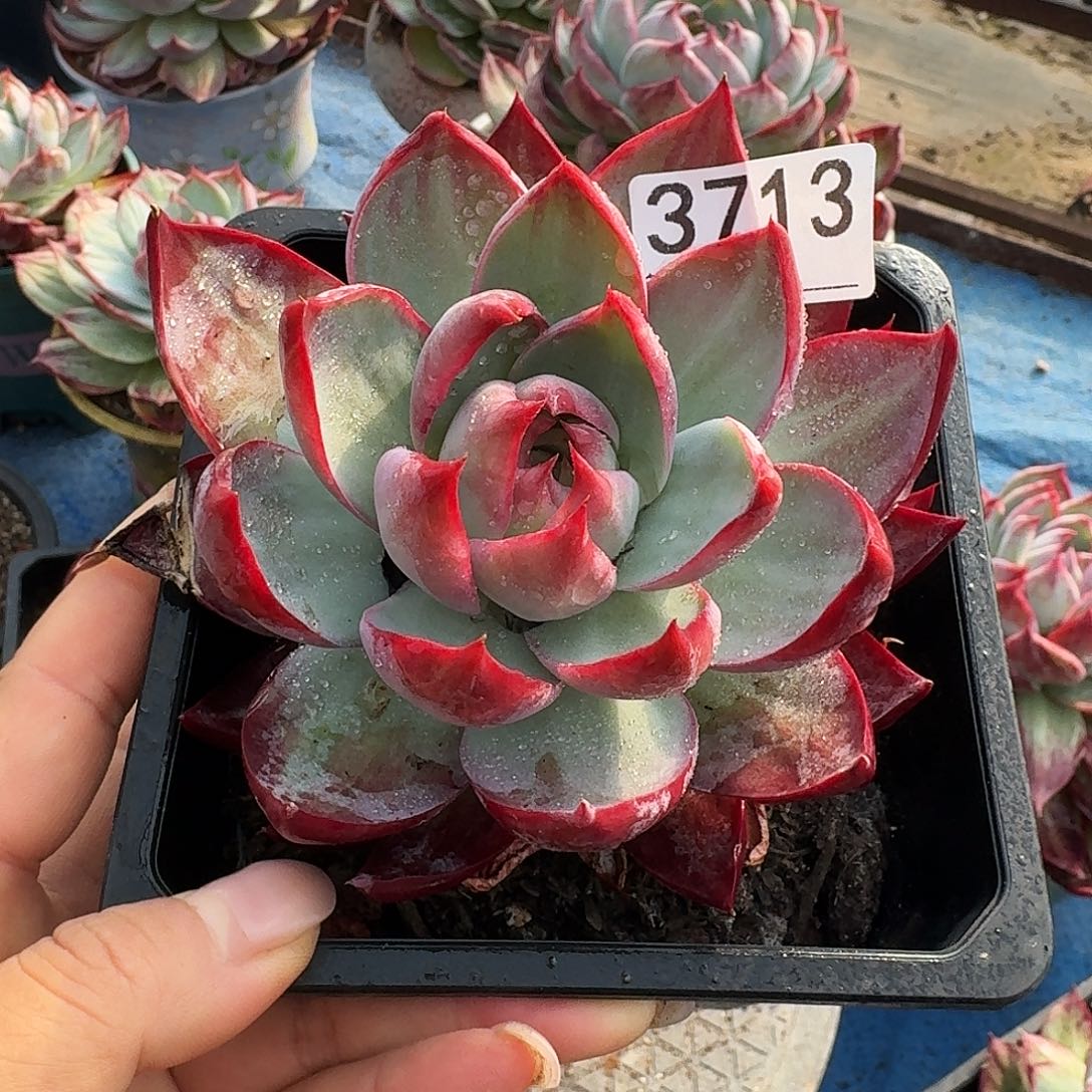 惊鸿惊鸿惊鸿 3713......