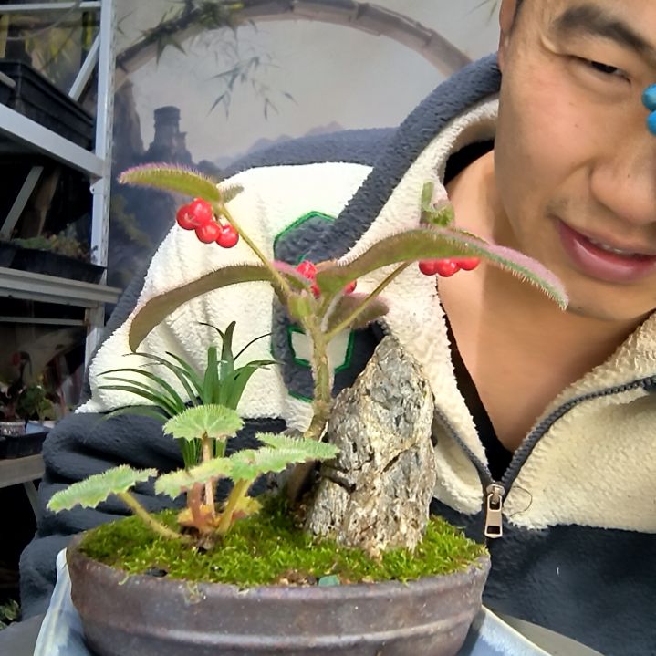 C***L中青园艺一物一拍花206