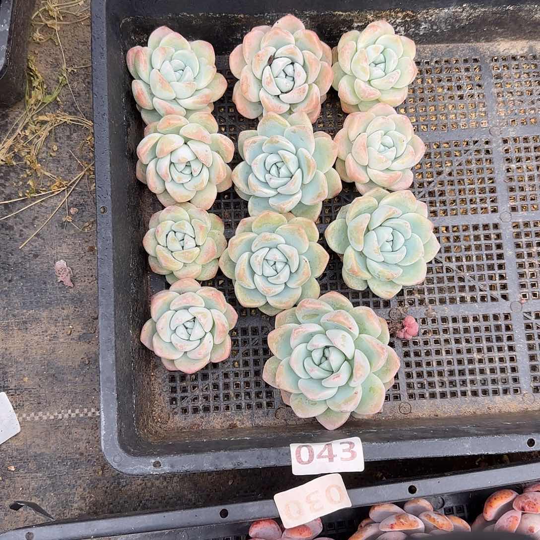 043奶油冰玉清货特价包邮