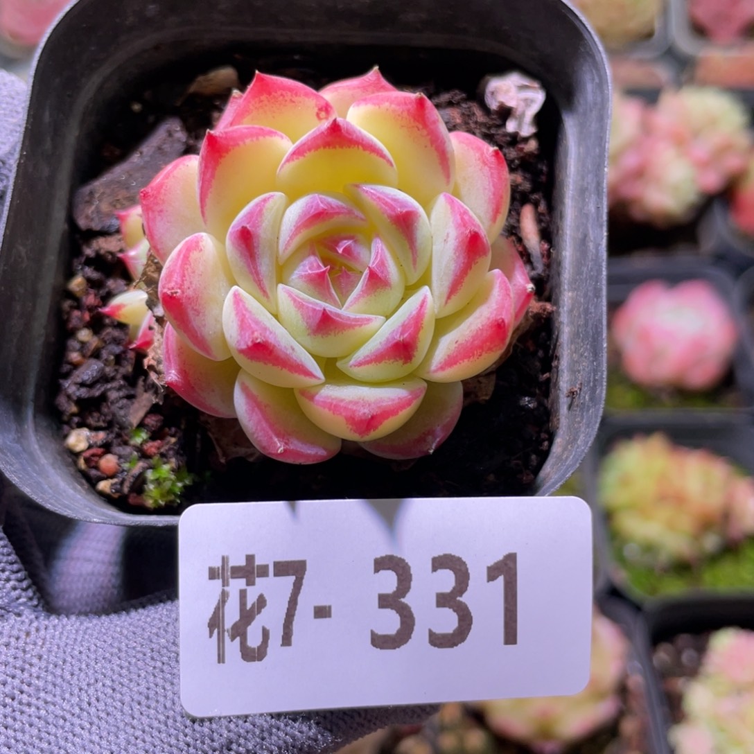 花利美7-331新品 