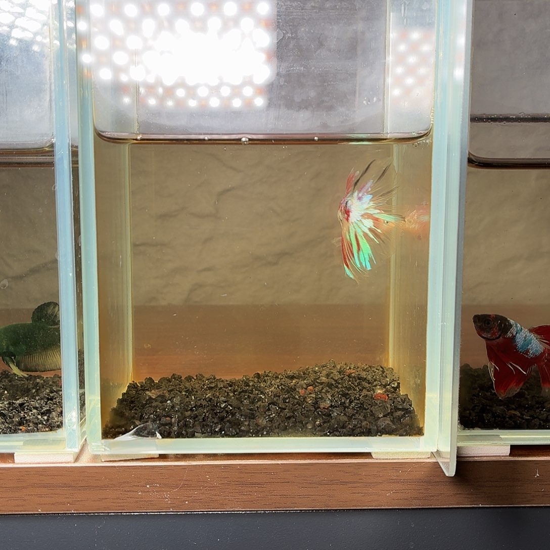 斗鱼彩金koi半月公鱼