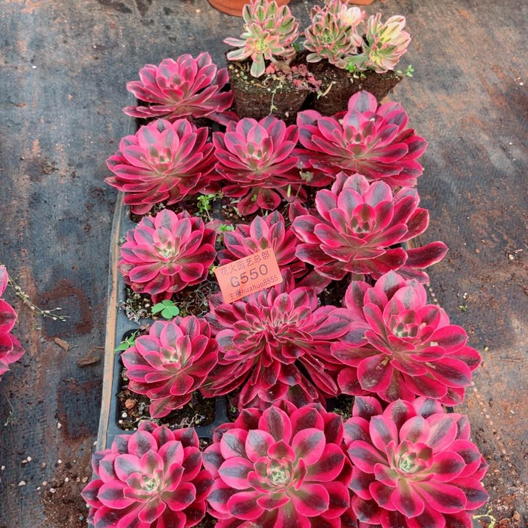 穴盘550多肉植物