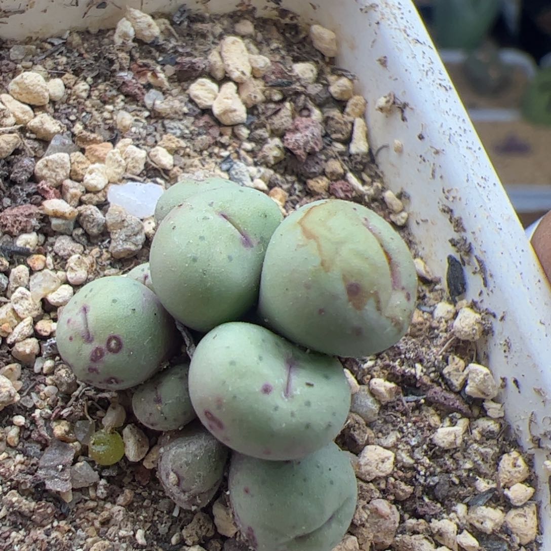 大家过年好22333