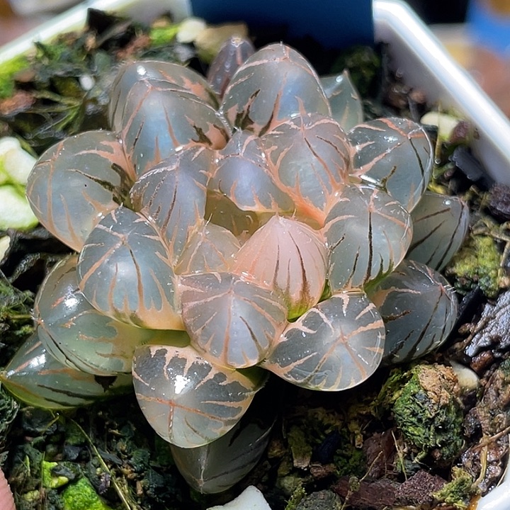 627糊斑霓虹灯锦特选福利