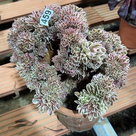 爱***艺一颗多肉法师植物 459