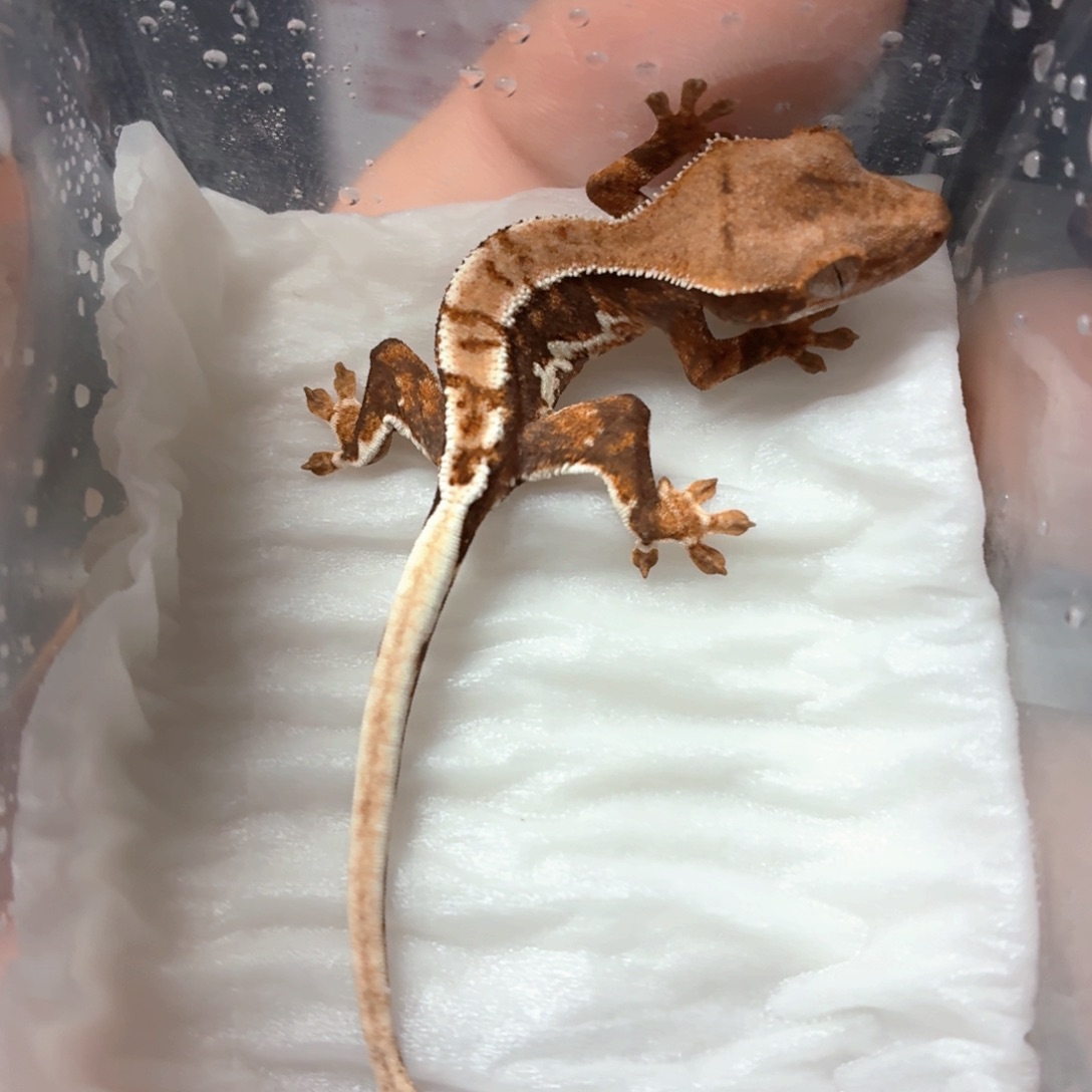 睫角守宫睫角守宫可爱入门