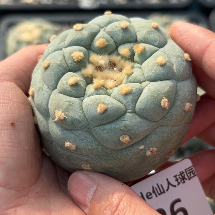 无根 仙人球的故事126