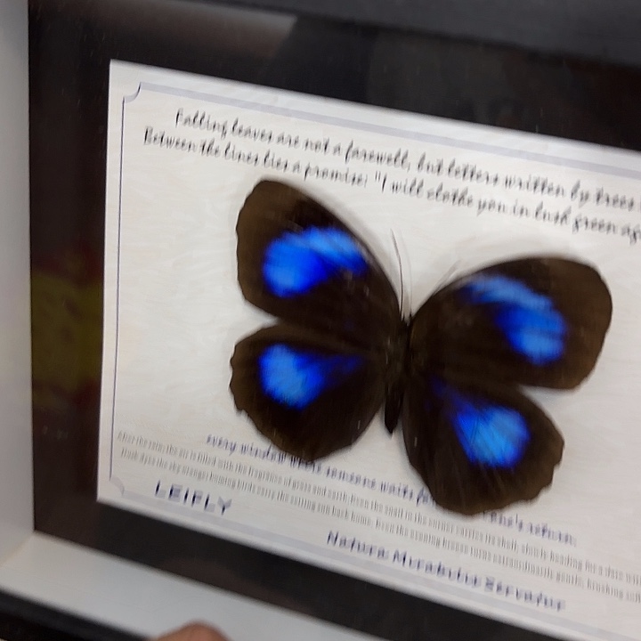 鱼****蝴蝶标本定制360@