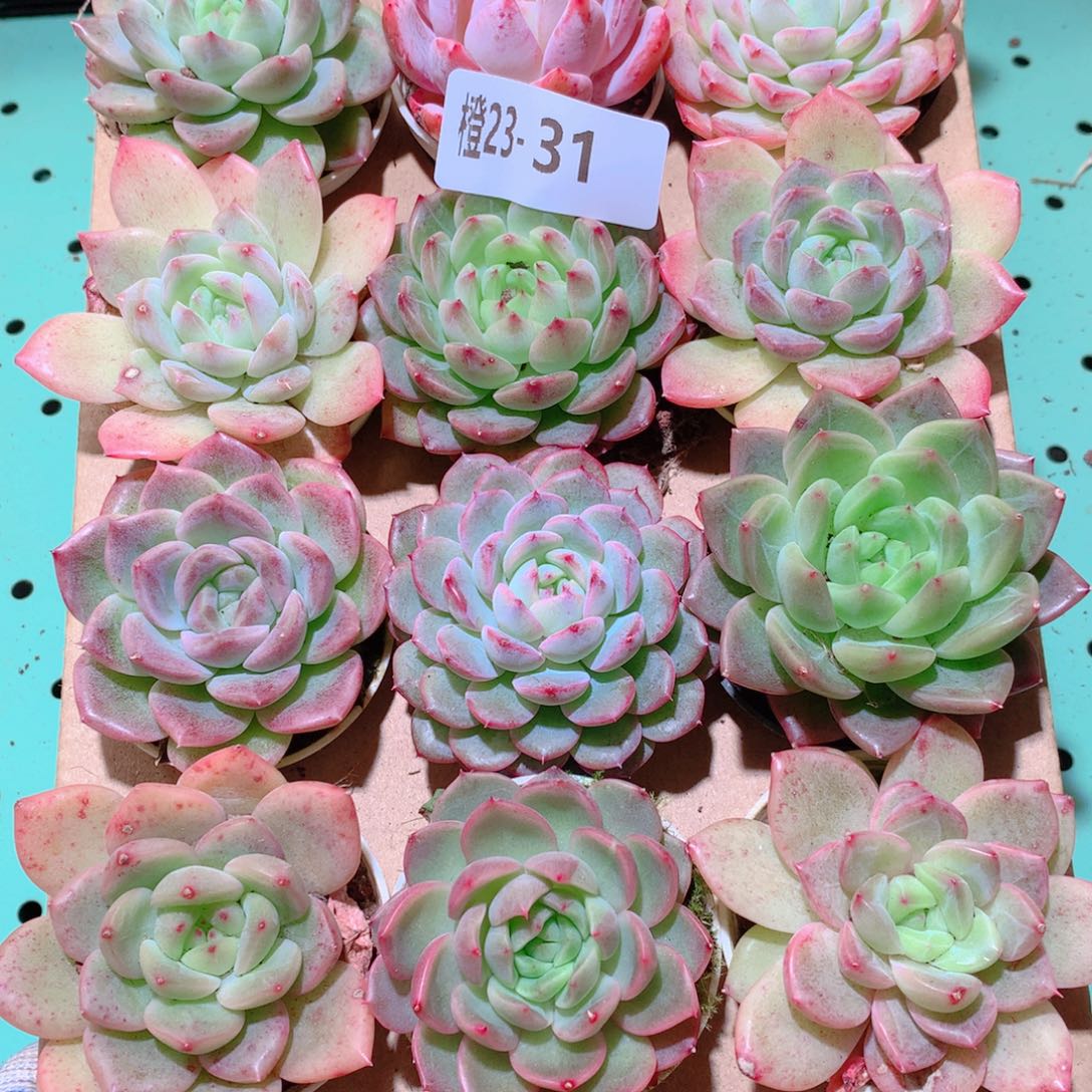 23-31一物一拍多肉带盆18颗