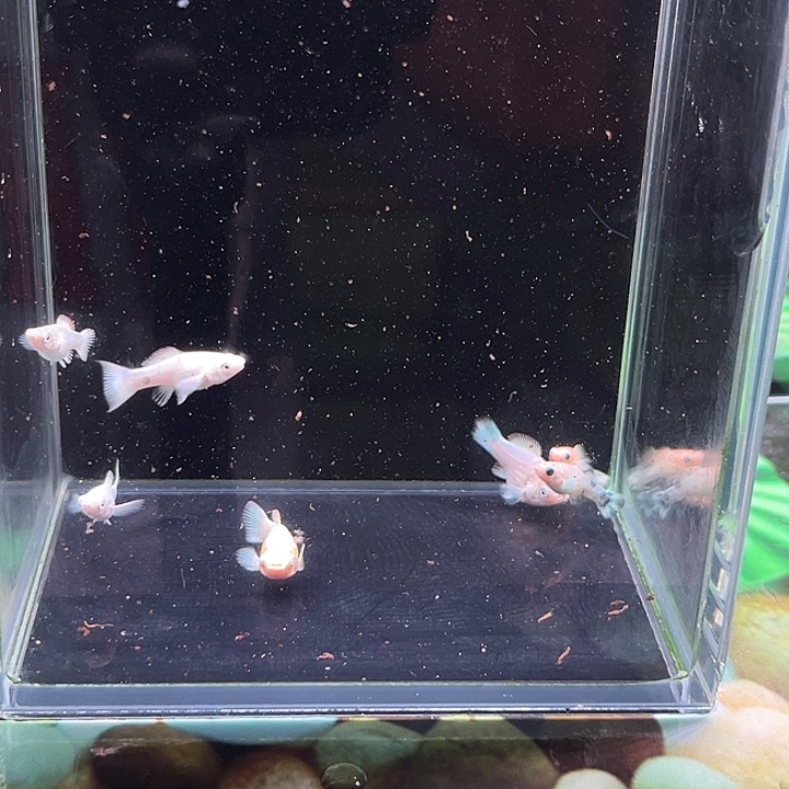 孔雀鱼精品三色玛丽球苗8条