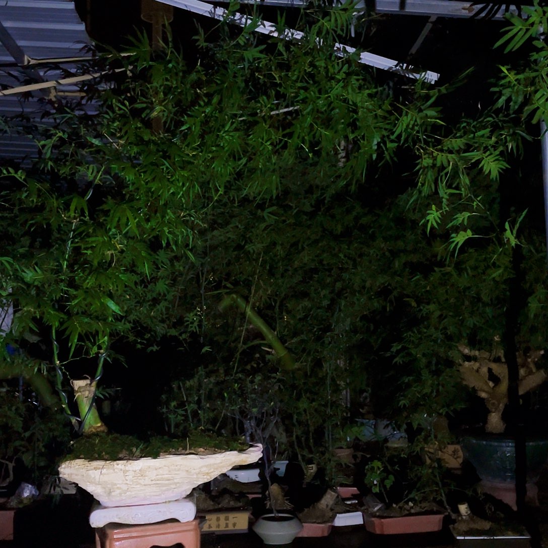 坷***品无花朵小叶簕竹熟桩陶瓷盆一物一拍