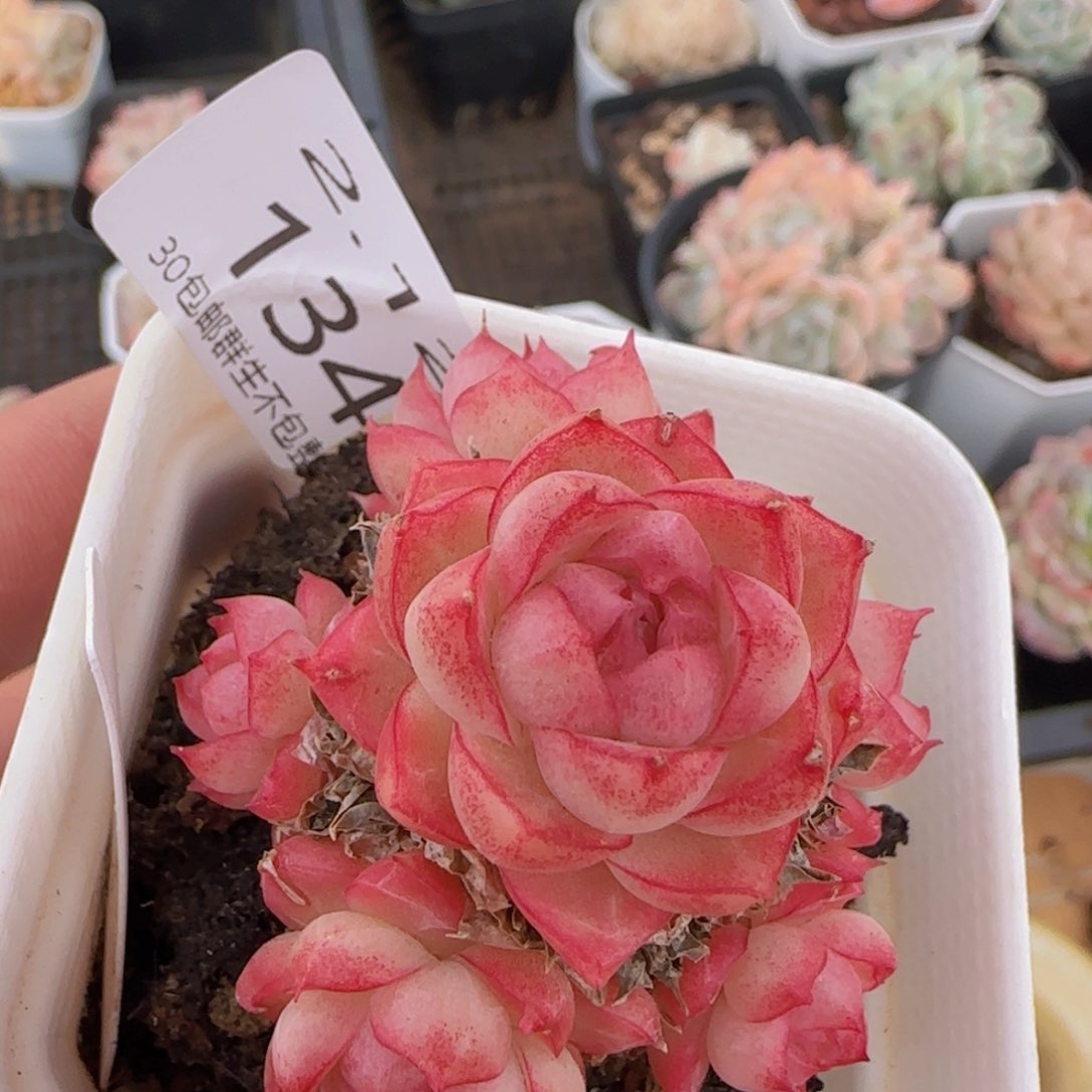 红女王手捧一颗脱土