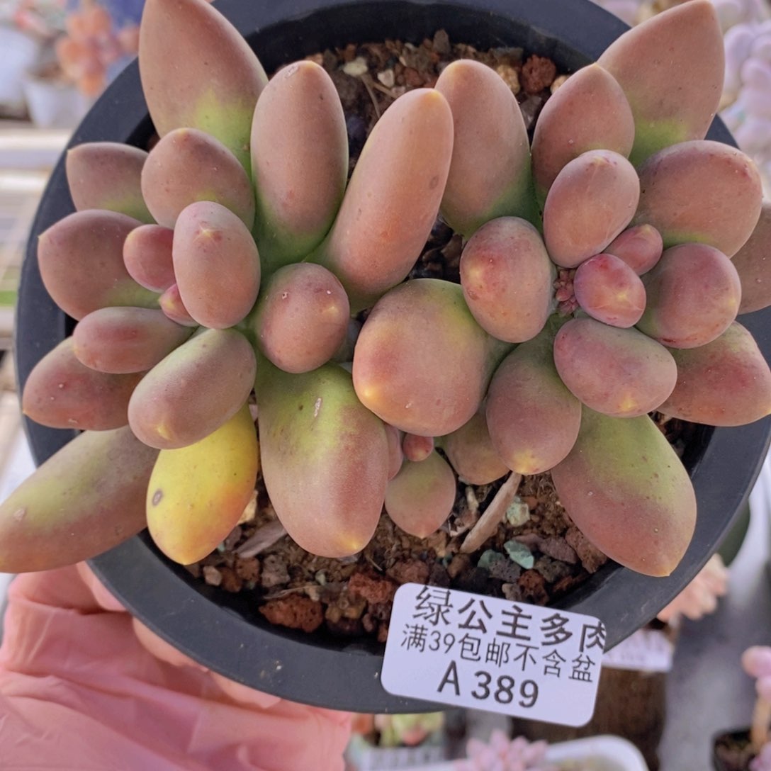 芒果奶9cm389多肉植物