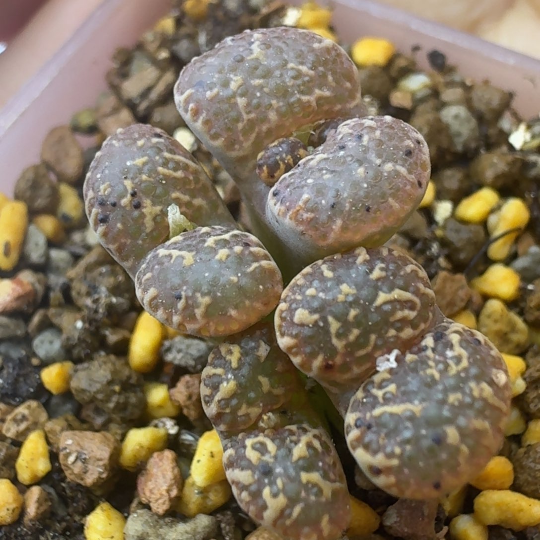 2号四头勋章一物一拍
