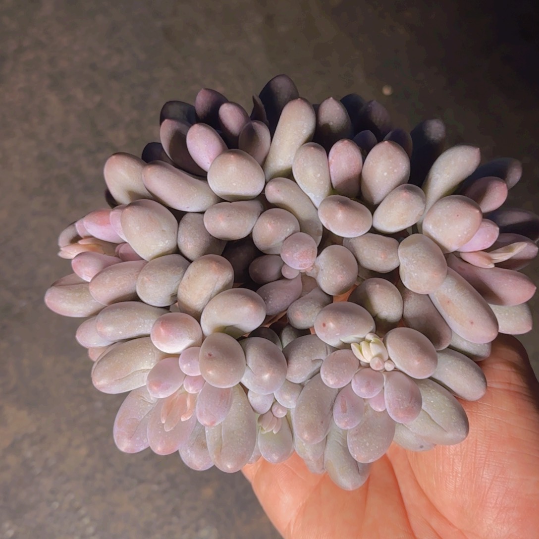 汤圆福利11111111111