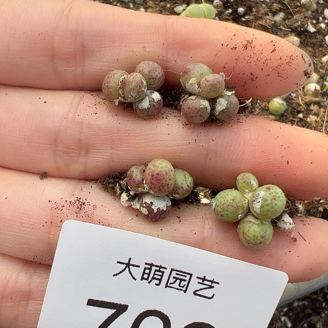 量拍以下2颗园艺1452.95龙猫斑马706