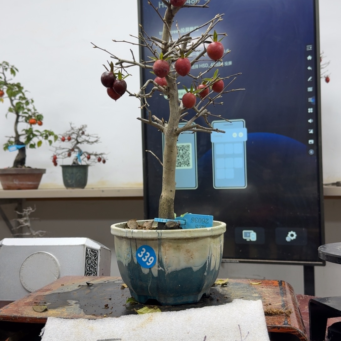 蚂***画无花朵339顺丰到付不包邮