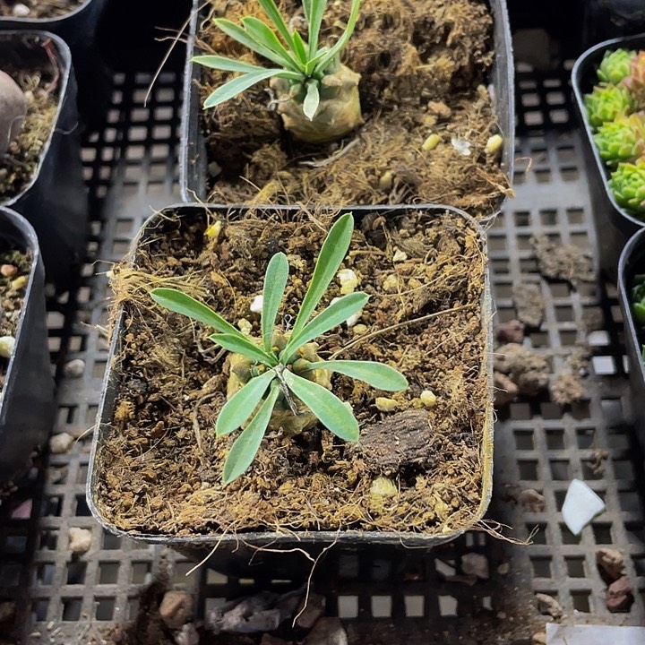 小菠萝带盆土发货