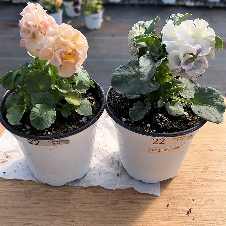 水晶抖音直播闪拍22