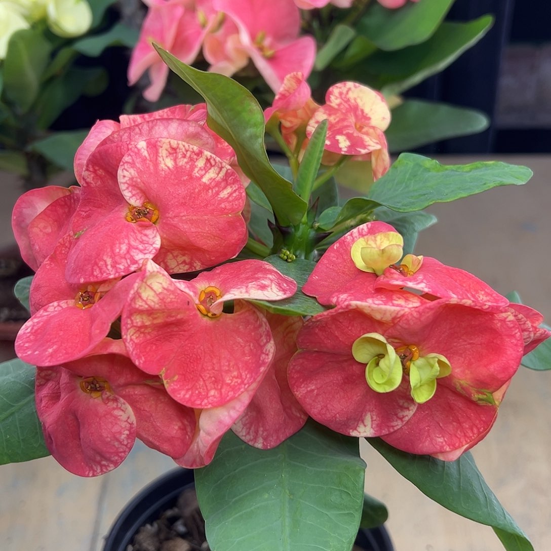 A2泰国大花虎刺梅