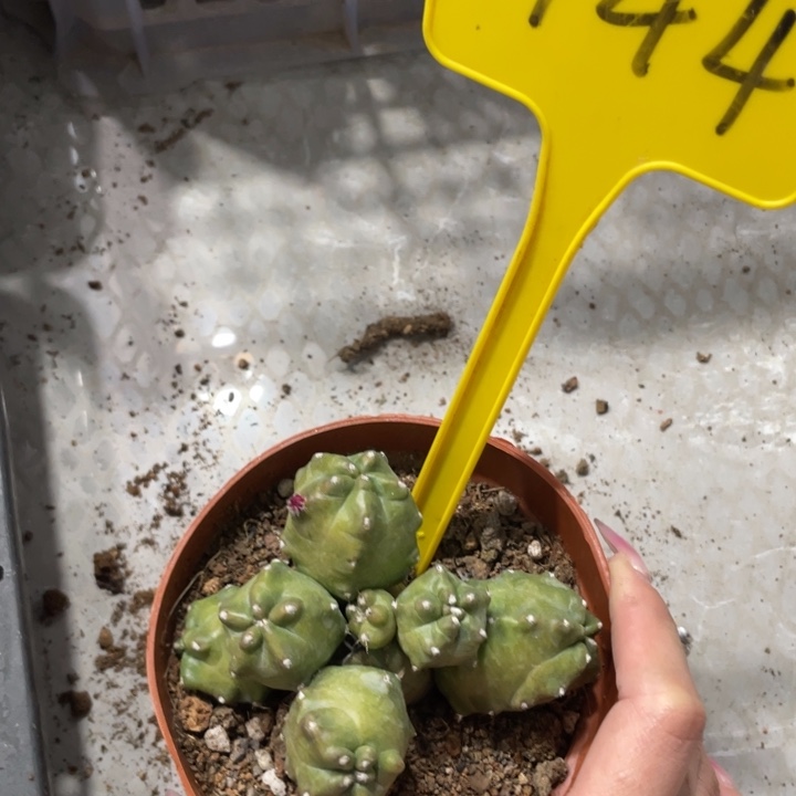 橙桃新品多头一物一拍144