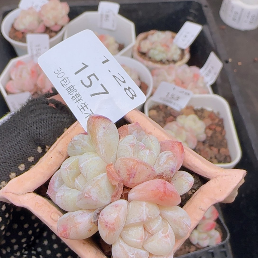 四头白体冰玉一颗