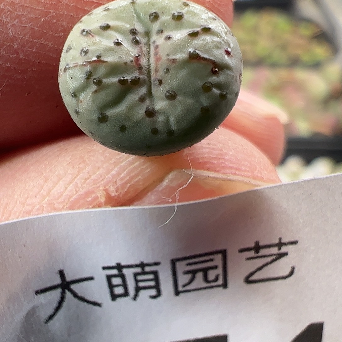 一物一拍。        774