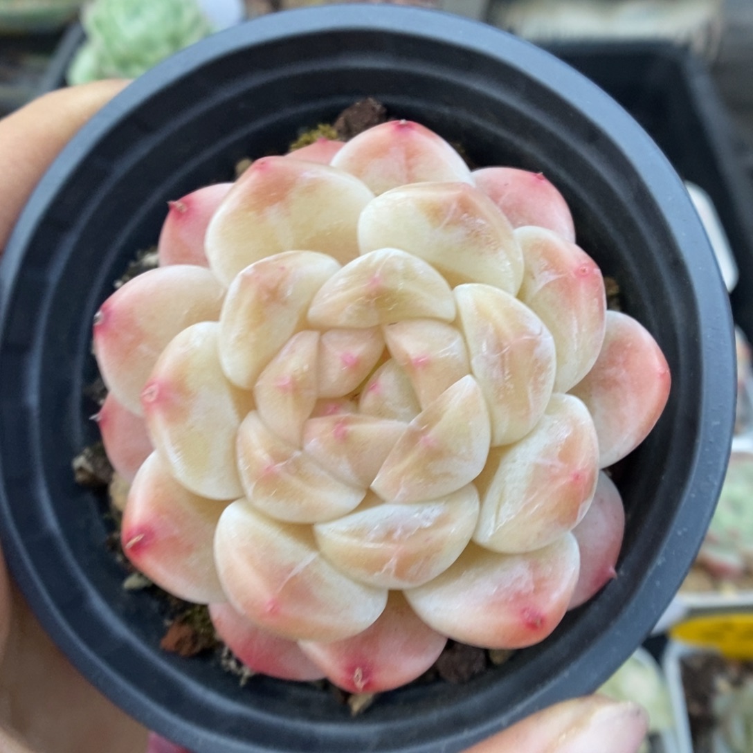 母本冰魄617号。      