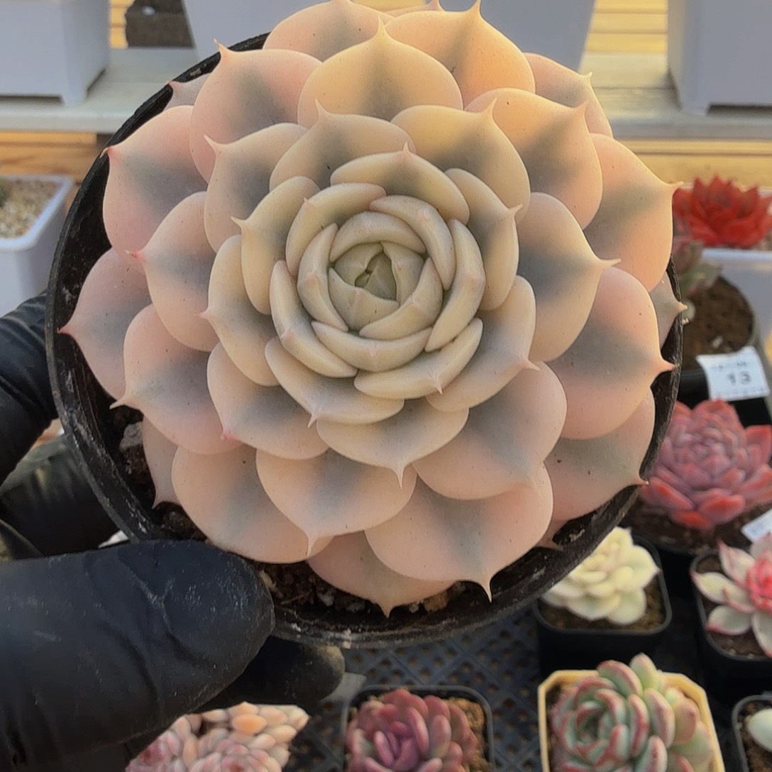 1206-20蓝色精灵锦