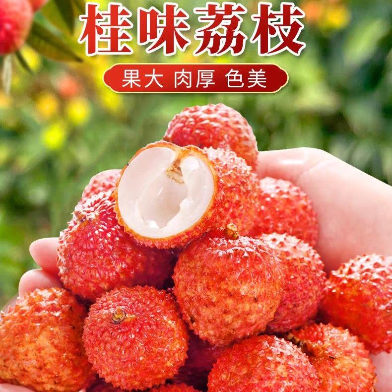 当季新鲜现摘桂味荔枝多汁荔枝应季水果新鲜采摘果园新鲜荔枝