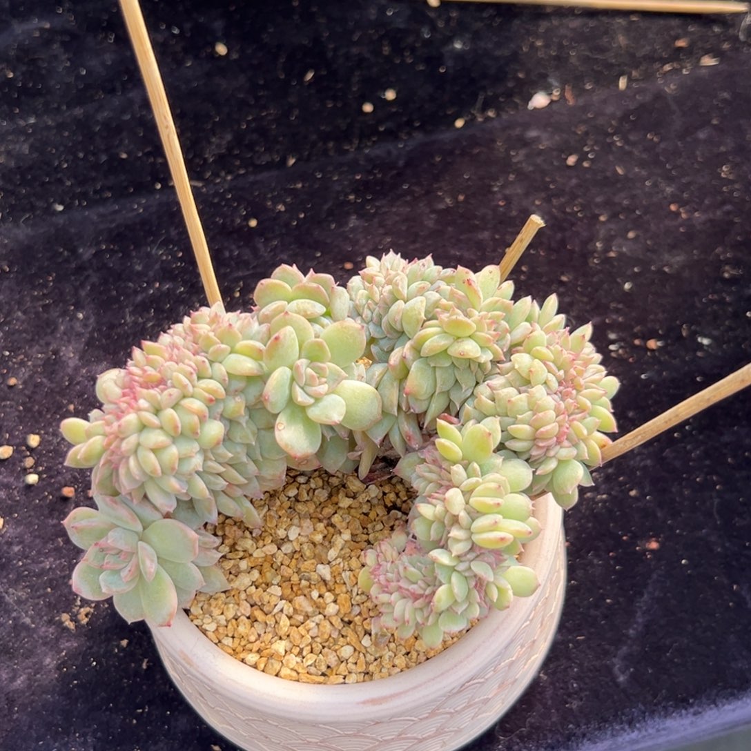 新年快乐 新年快乐