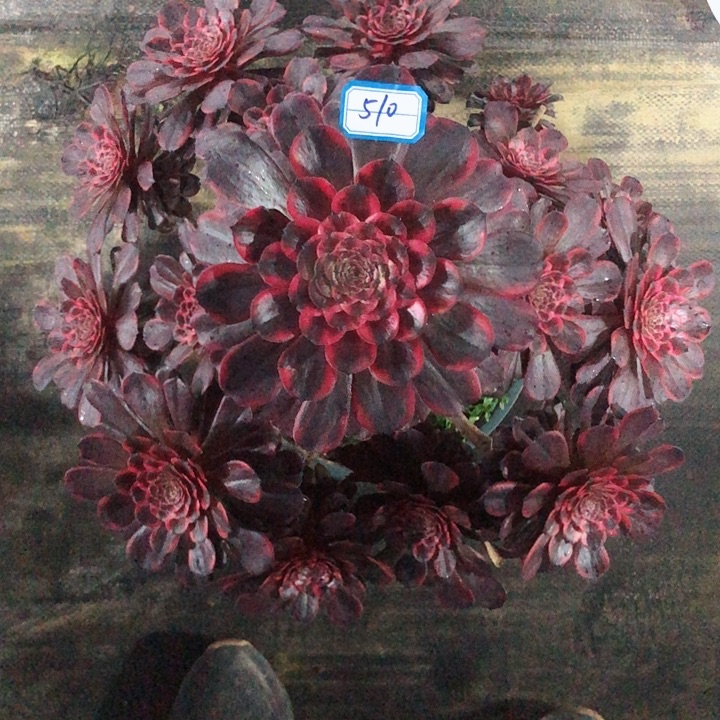 510火烧云多肉法师