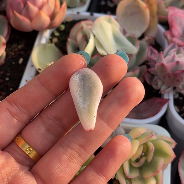 Q*Q芭蕾舞者叶片一颗价格