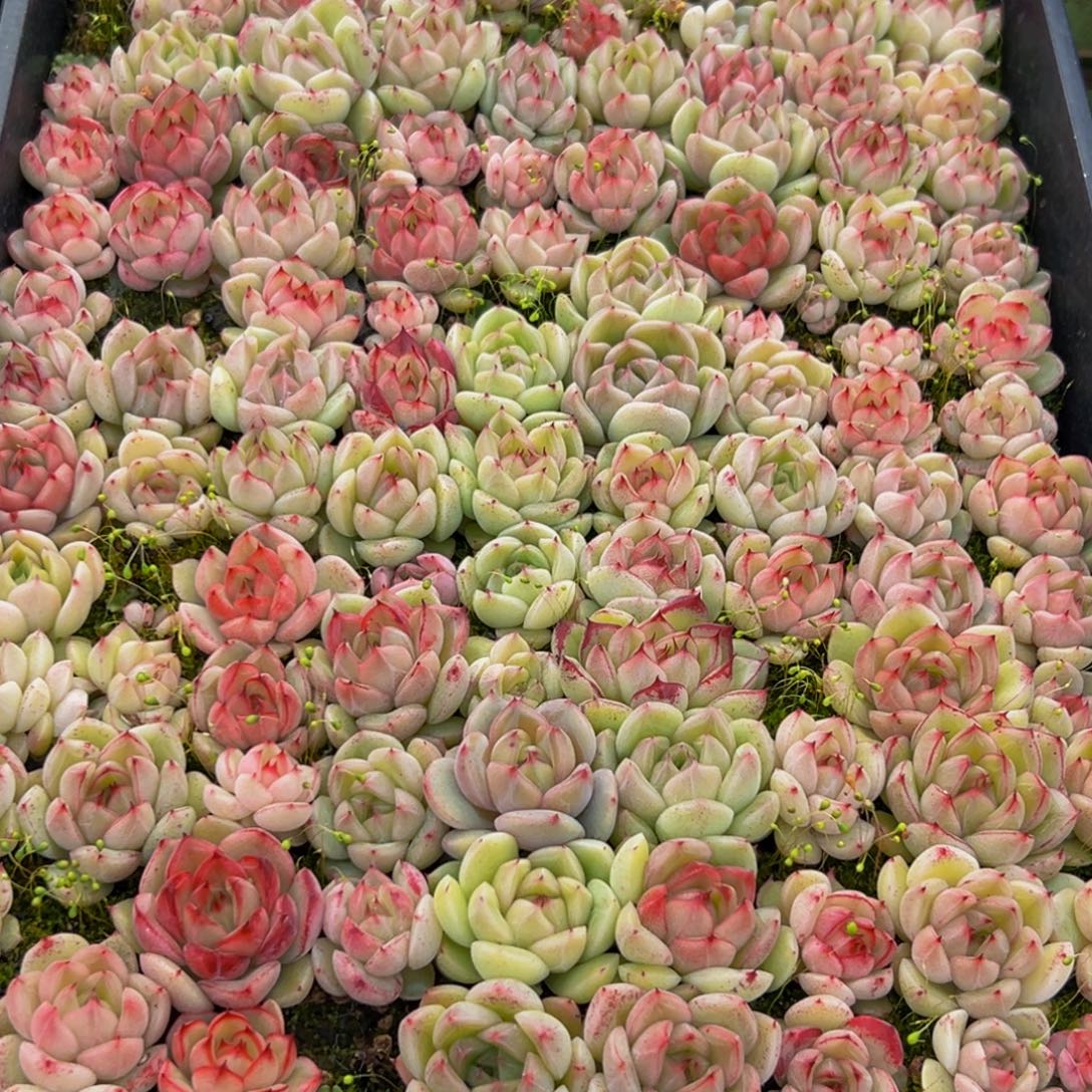 E***y527多肉葡萄领导人物库资料