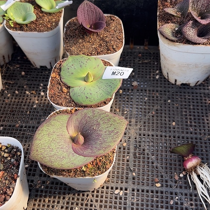 苗苗紫镜类3颗不同品种20